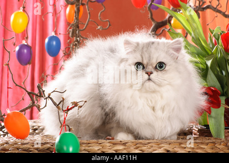 PErsian cat (silver ahded) - in Easter decoration Stock Photo