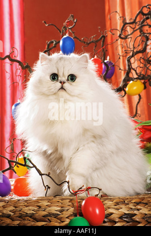 Persian cat (silver shaded). White adult sitting in Easter decoration Stock Photo