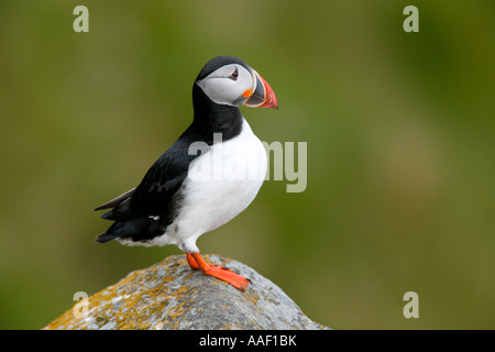 Atlantic Puffin (Fratercula arctica) Adult standing on a rock Stock Photo