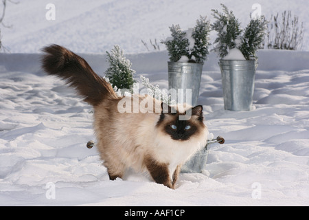 Sacred cat of Burma - in snow Stock Photo