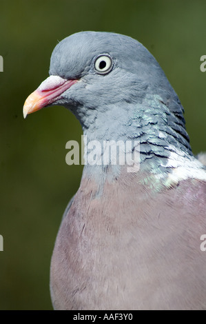 Close up of Wood Pigeon 'Columba palumbus' Stock Photo