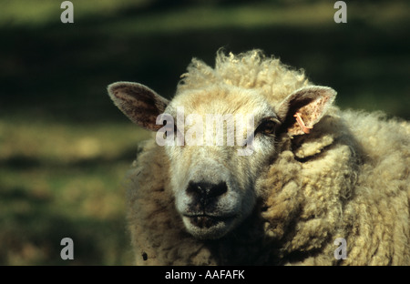 Sheep (Ovis aries) in Uk Stock Photo