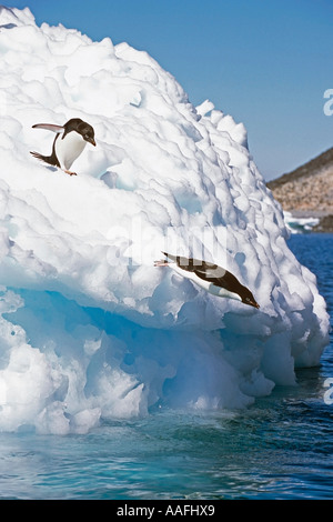 Adelie Penguins dive off iceberg into South Atlantic ocean Antarctica Summer Stock Photo