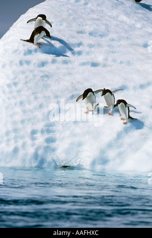 Adelie Penguins diving off iceberg into South Atlantic ocean Antarctica Summer Stock Photo