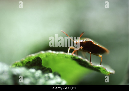 A green shield bug basking in the sunshine on top of a leaf Stock Photo