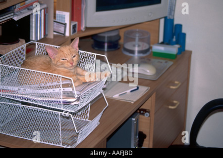 Young red mackerell tabby kitten sleeping in in tray on computer desk Stock Photo