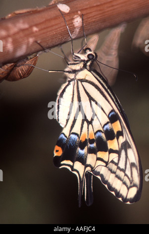 Newly hatched exotic tropical Common Swallowtail butterfly Papilio Xuthus Stock Photo