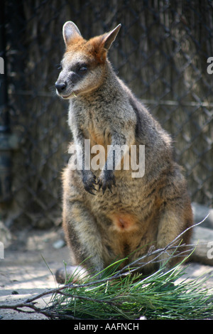 Wallaby Taronga Zoo, Sydney, Australia Stock Photo