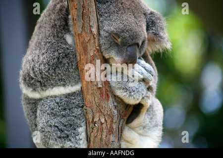 Koala asleep in a tree, Taronga Zoo, Sydney, Australia Stock Photo