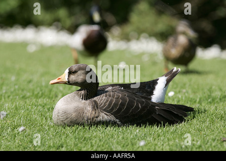 Greenland White fronted Goose Anser flavirostris Castle Espie County Down Northern Ireland Stock Photo