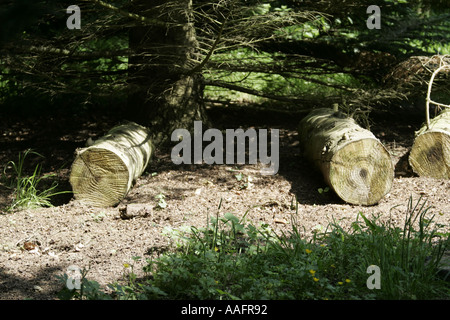 sawn cut down trees lie in woodland county down northern ireland Stock Photo