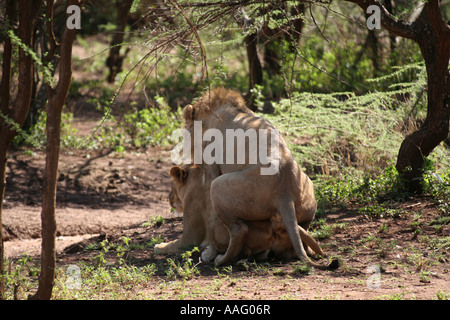 Lions mating in the Serengeti NP Tanzania Stock Photo - Alamy