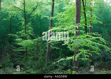 Mixed woodland, conifers and broadleaved trees. Netley Heath, Surrey, UK. Stock Photo