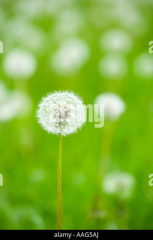 Dandelion, Taraxacum, seed head Stock Photo