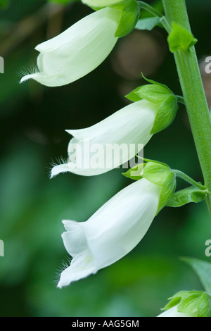 Foxglove, Digitalis purpurea. White flowered example. UK. Stock Photo