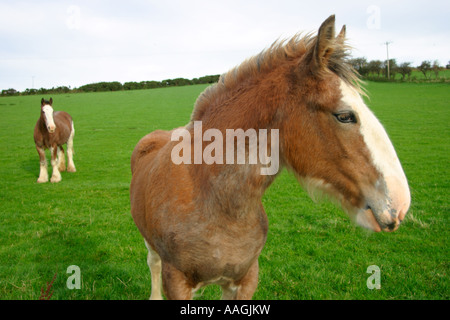 farm horse with foal on a meadow near Ballycastle in Northern Ireland Stock Photo