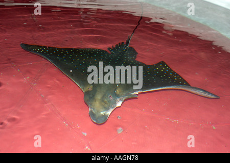 Spotted eagle ray Aetobatus narinari recovers from lemon shark bite in isolated tank Busan Aquarium Busan South Korea c Stock Photo