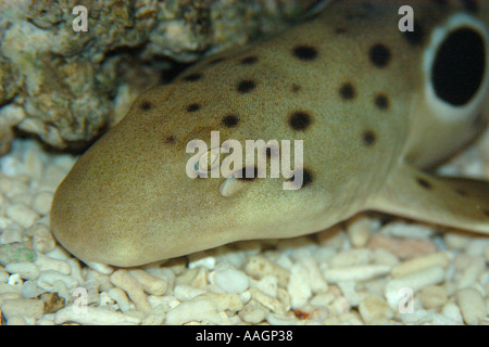 Epaulette shark Hemiscyllium ocellatum occurs in West Pacific mainly Papua New Guinea and northern Australia captive Stock Photo