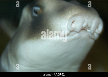 Port Jackson shark Heterodontus portusjacksoni mouth detail found mainly in south western Australia captive Stock Photo