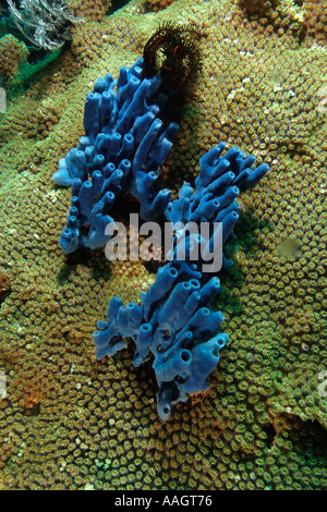 Marine sponge, Haliclona sp., Chalinidae, Anilao, Batangas, Philippines ...