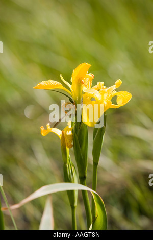 Ireland Donegal Inishowen Malin wild flowers Yellow Flag Iris pseudacorus growing on banks of river Stock Photo