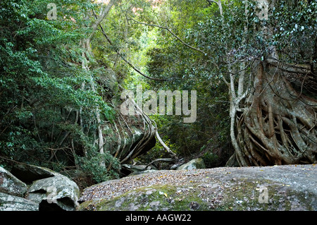 Cania Gorge central Queensland Australia 3368 Stock Photo