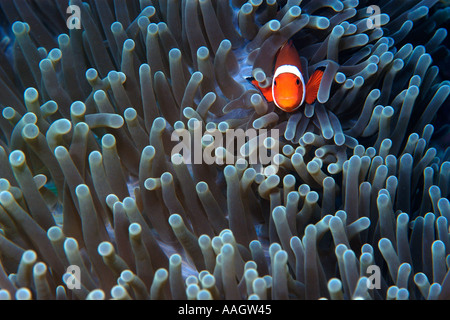 False clown anemone fish Amphiprion ocellaris Dauin Dumaguete Negros Philippines Stock Photo