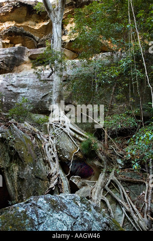 Cania Gorge central Queensland Australia 3392 Stock Photo