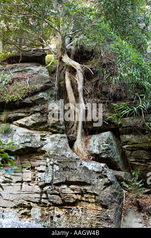 Cania Gorge central Queensland Australia 3396 Stock Photo