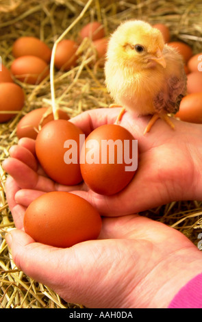 CLARENCE COURT FREE RANGE EGGS PRODUCED AT THE COACH HOUSE FARM BROADWAY WORCESTERSHIRE THE MABEL PEARMANS BURFORD BROWNS Stock Photo