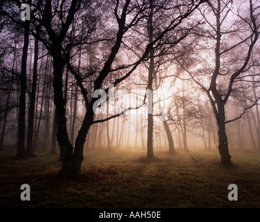 Misty Dawn Berkhamsted Common Herts UK Stock Photo