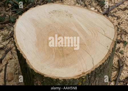 Newly cut ash log showing annual growth rings with heart wood in centre UK Stock Photo