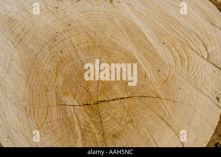 Newly cut ash log showing annual growth rings with heart woodand shakes in centre UK Stock Photo