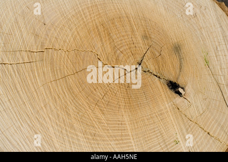 Newly cut ash log showing annual growth rings with heart wood and shakes evident in centre UK Stock Photo