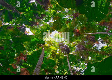 A View of the beautiful Palm Licuala Ramsayi found in Cape Tribulation Queensland Australia Stock Photo