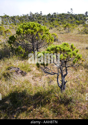 Stunted Shorepine Pinus contorta tree in boggy ground on Pacific west coast Vancouver island Canada Stock Photo