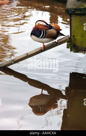 Male Mandarin Duck(Aix galericulata) Stock Photo