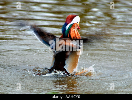 Male Mandarin Duck(Aix galericulata) Stock Photo