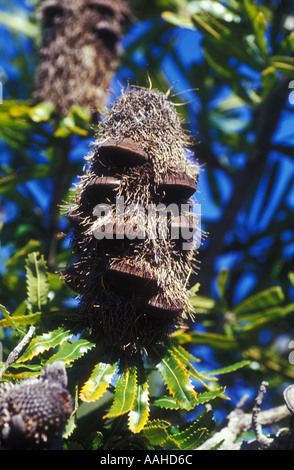 smoke tree seed pod Should I Be Concerned About Secondhand Vaping?