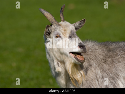 Pygmy Goat Calling Stock Photo