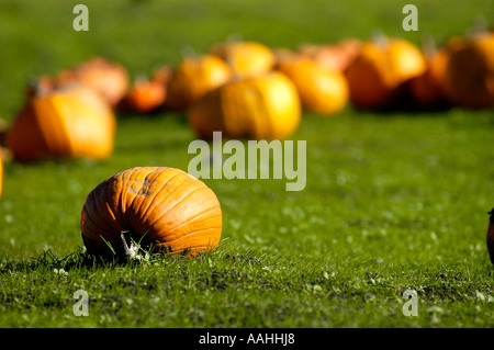 A lone orange pumpkin is in focus lying in a large pumpkin patch. Shallow depth of  field view. Horizontal. Stock Photo