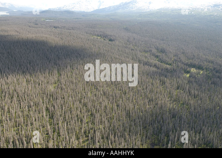 Dead forest killed by mountain pine beetle near Klaune National Park in the Yukon Canada Stock Photo