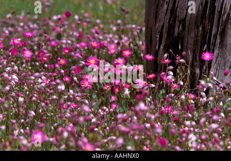 Spring wildflowers, Western Australia Stock Photo