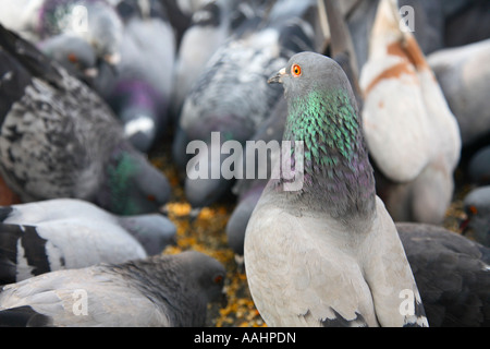 Travel photography pigeons fighting for food at Hardenbergplatz Berlin Germany Pigeon eating seeds Stock Photo