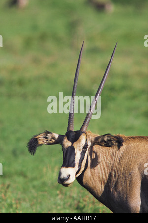 Portrait of Fringe eared Oryx Salt Lick Sanctuary near Tsavo West National Park Kenya East Africa Stock Photo