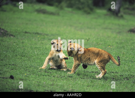 Two three month old lion cubs play fighting and snarling Masai Mara National Reserve Kenya East Africa Stock Photo