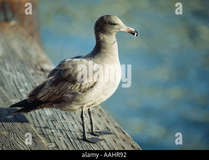 seagull holding a piece of wood in its beak Stock Photo