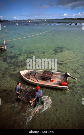 Oyster farmers take trays of seed oysters out to the growing out beds Coffin Bay South Australia Vertical Stock Photo