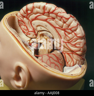 model of a human Brain. Photo by Willy Matheisl Stock Photo