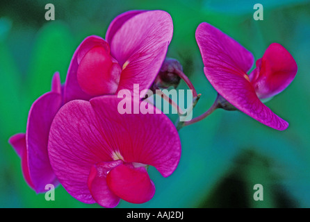 Sweet pea blossom Lathyrus latifolius Stock Photo
